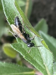 Tiphiinae