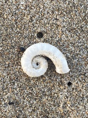 Spirula spirula