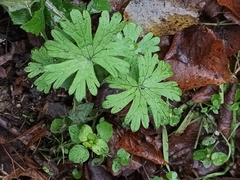 Geranium pusillum