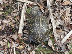 Terrapene carolina bauri