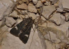 Polymixis serpentina