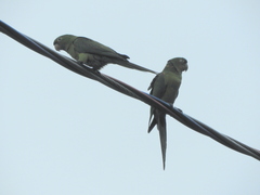 Psittacara leucophthalmus