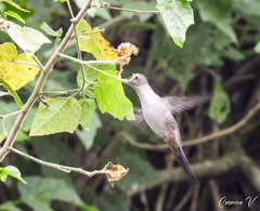 Pampa curvipennis excellens