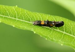 Mompha raschkiella