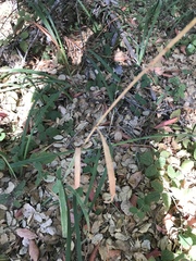 Bromus laevipes