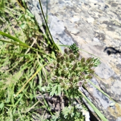 Daucus