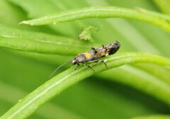 Mompha raschkiella