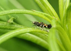 Mompha raschkiella