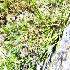 Daucus