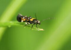 Mompha raschkiella