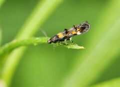 Mompha raschkiella