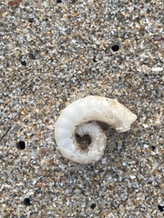 Spirula spirula