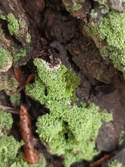 Cladonia ochrochlora