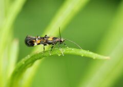 Mompha raschkiella