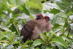 Ortalis erythroptera