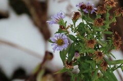 Symphyotrichum novi-belgii