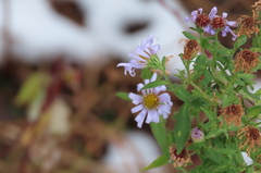 Symphyotrichum novi-belgii
