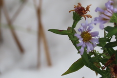 Symphyotrichum novi-belgii