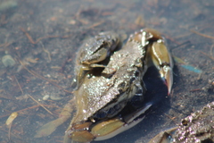 Portunidae
