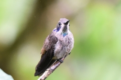 Colibri delphinae