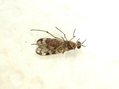 Sylvicola dubius