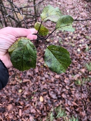 Rhamnus cathartica