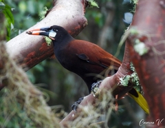 Psarocolius montezuma