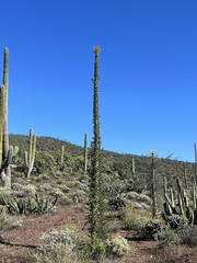 Fouquieria columnaris