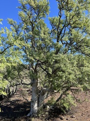 Pachycormus discolor