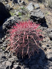 Ferocactus gracilis