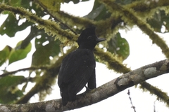 Cephalopterus penduliger