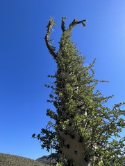 Fouquieria columnaris