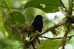 Loriotus luctuosus