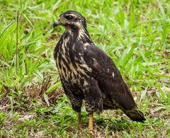 Buteogallus anthracinus