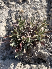 Penstemon janishiae
