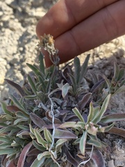 Penstemon janishiae