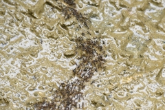 Labidus