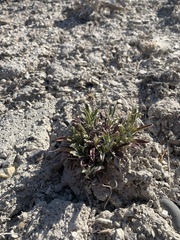 Penstemon janishiae
