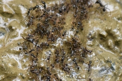 Labidus
