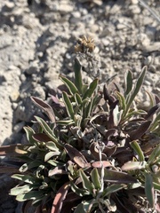 Penstemon janishiae