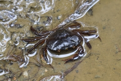 Pseudothelphusidae