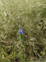 Salvia subincisa
