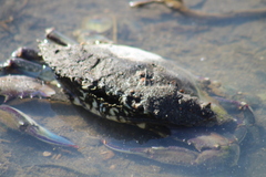 Portunidae