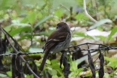 Myiophobus crypterythrus