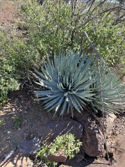 Hesperoyucca whipplei