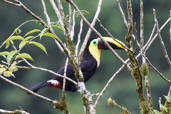 Ramphastos ambiguus
