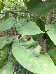 Gnomonia caryae
