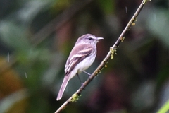 Myiophobus crypterythrus