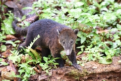 Nasua