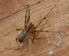 Pityohyphantes